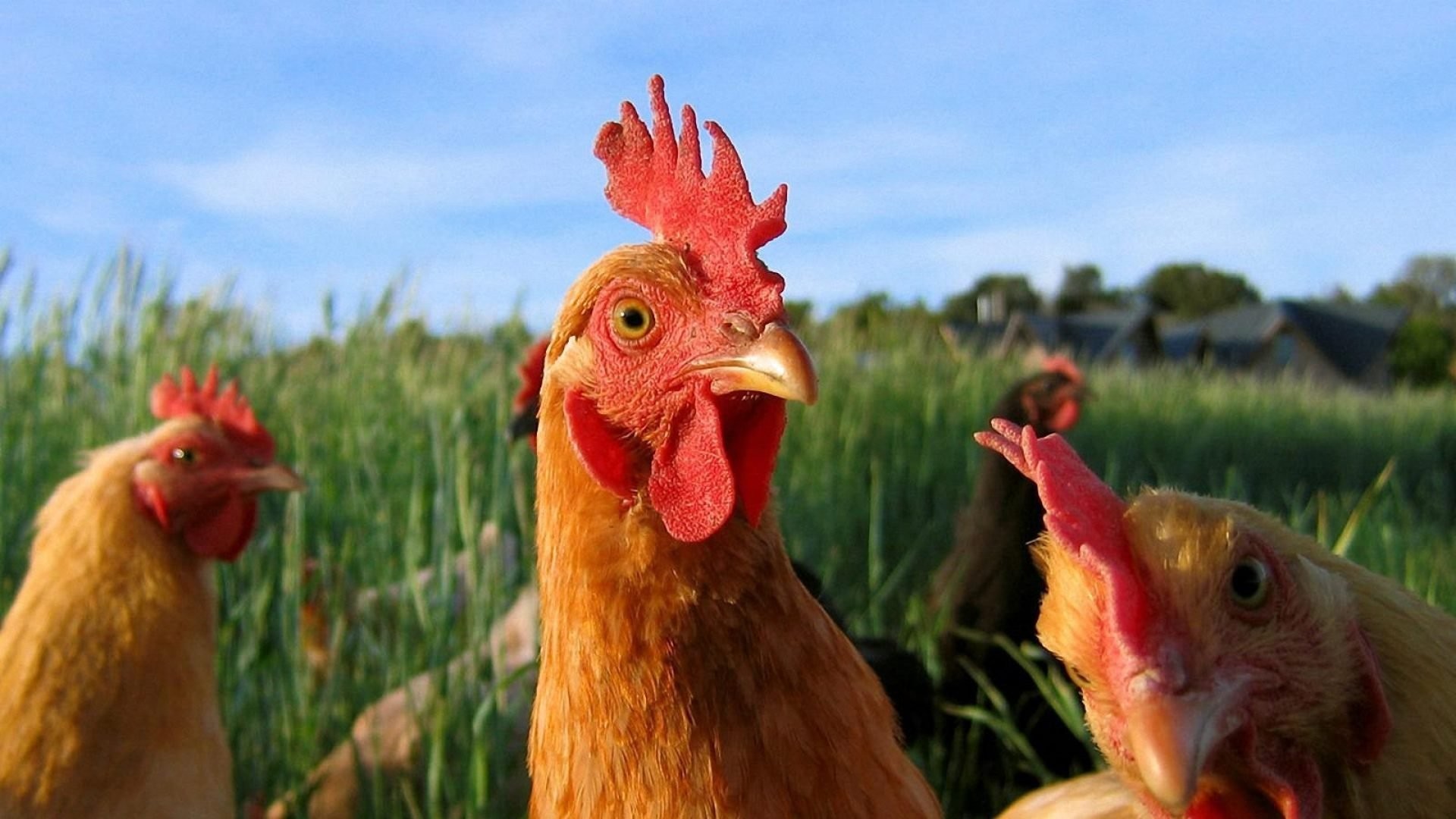 CARACTERISTICAS Y CURIOSIDADES DE UN POLLO